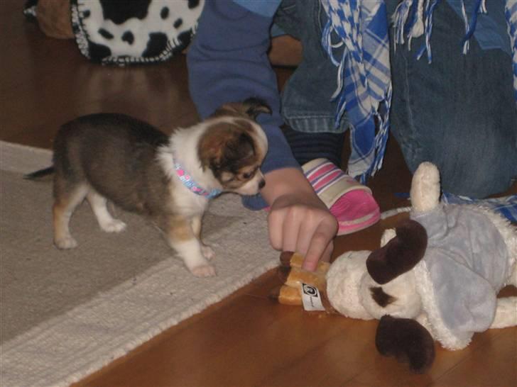 Chihuahua Smølfen billede 12