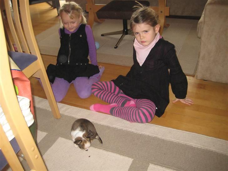 Chihuahua Smølfen billede 13