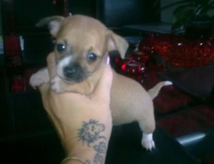 Chihuahua Tikka billede 9