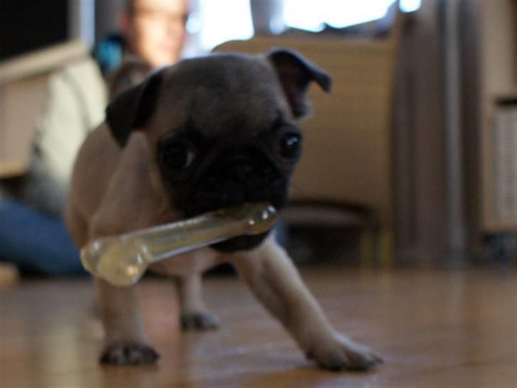 Blanding af racer Frank - Frank 11 uger gammel billede 1