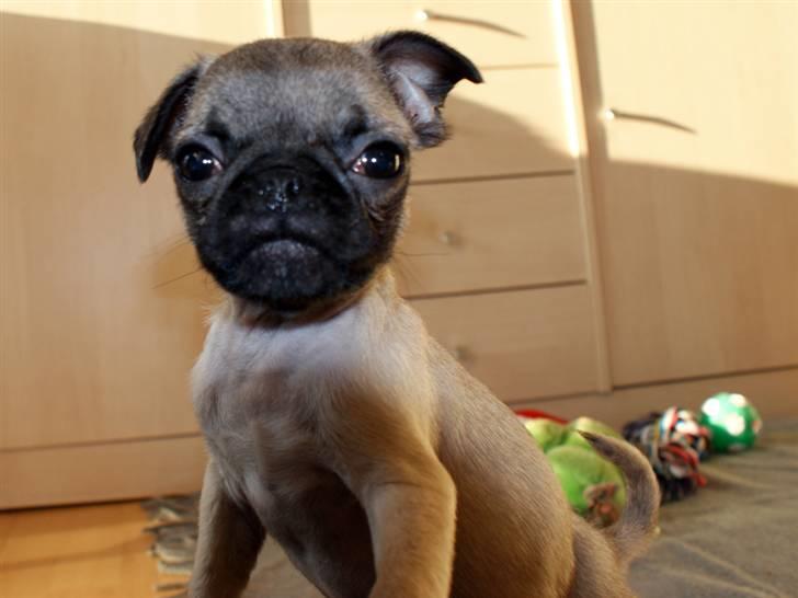 Blanding af racer Frank - Frank 11 uger gammel billede 2