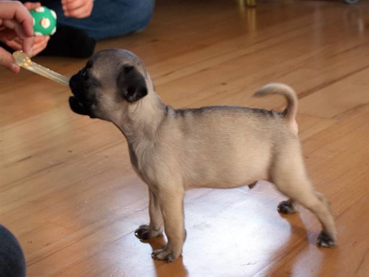 Blanding af racer Frank - Frank 11 uger gammel billede 3