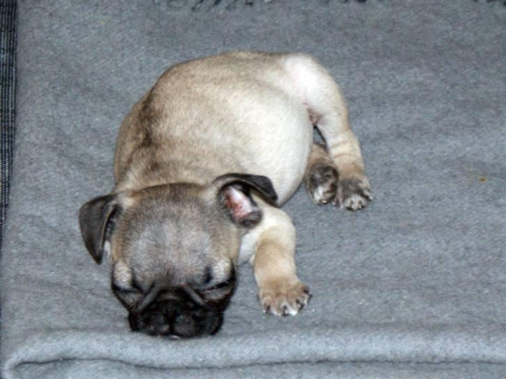 Blanding af racer Frank - Frank 11 uger gammel billede 4