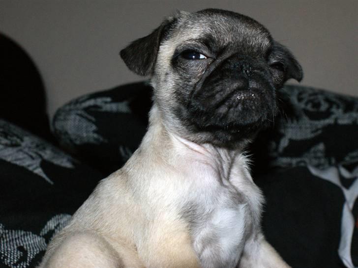 Blanding af racer Frank - Frank 11 uger gammel billede 5