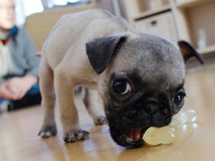 Blanding af racer Frank - Frank 11 uger gammel billede 6