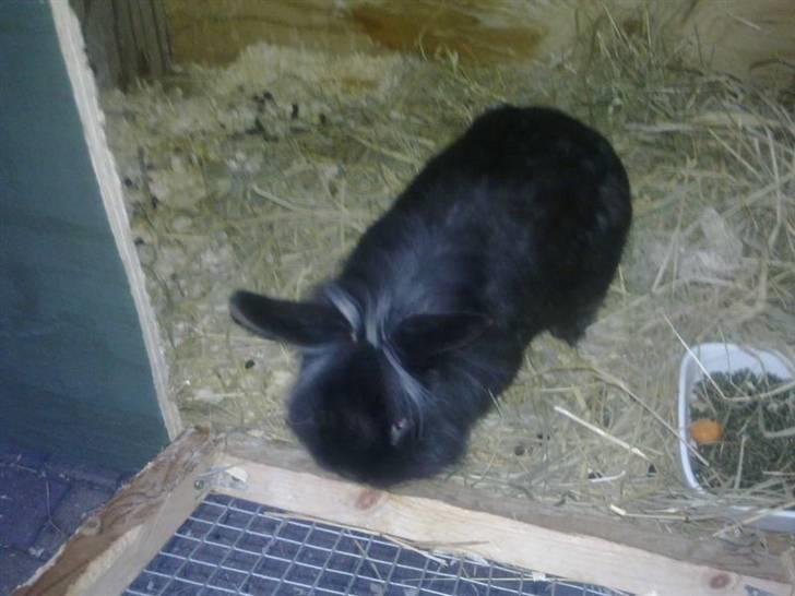 Blanding af racer Basse - løvehan billede 20