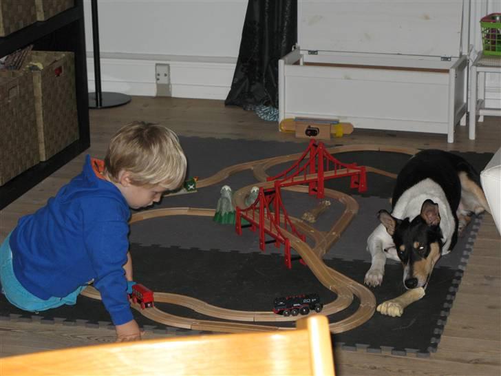 Collie korthåret Buddy - Det er da hyggeligt at være med billede 11