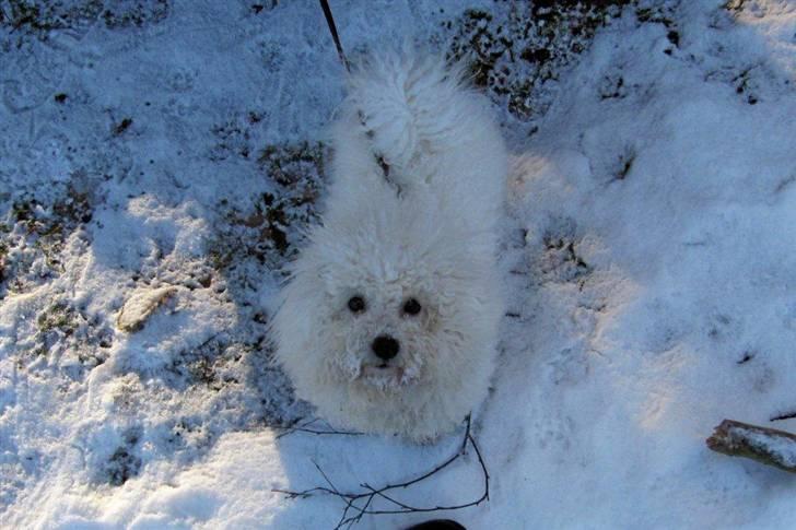 Bichon à poil frisé Ludvig  - det er bare så dejligt med sne, syntes Ludvig. billede 1