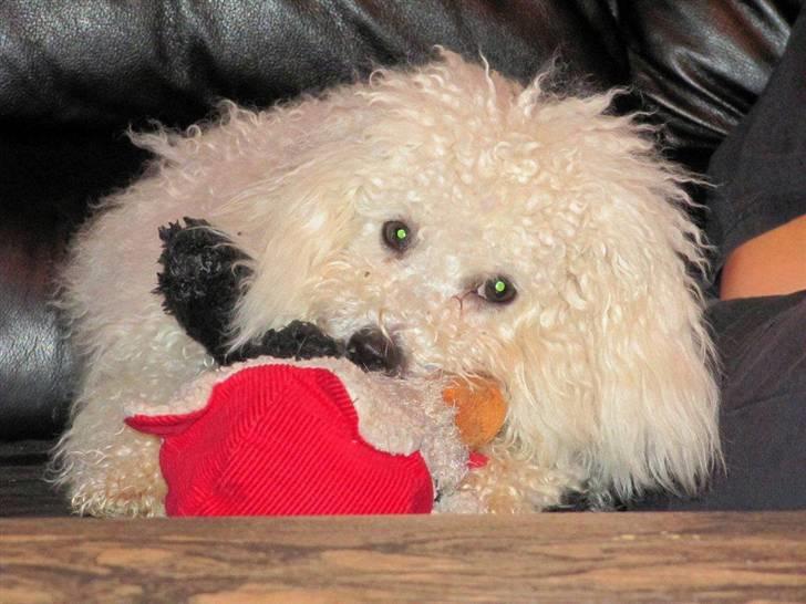 Bichon à poil frisé Ludvig  billede 2