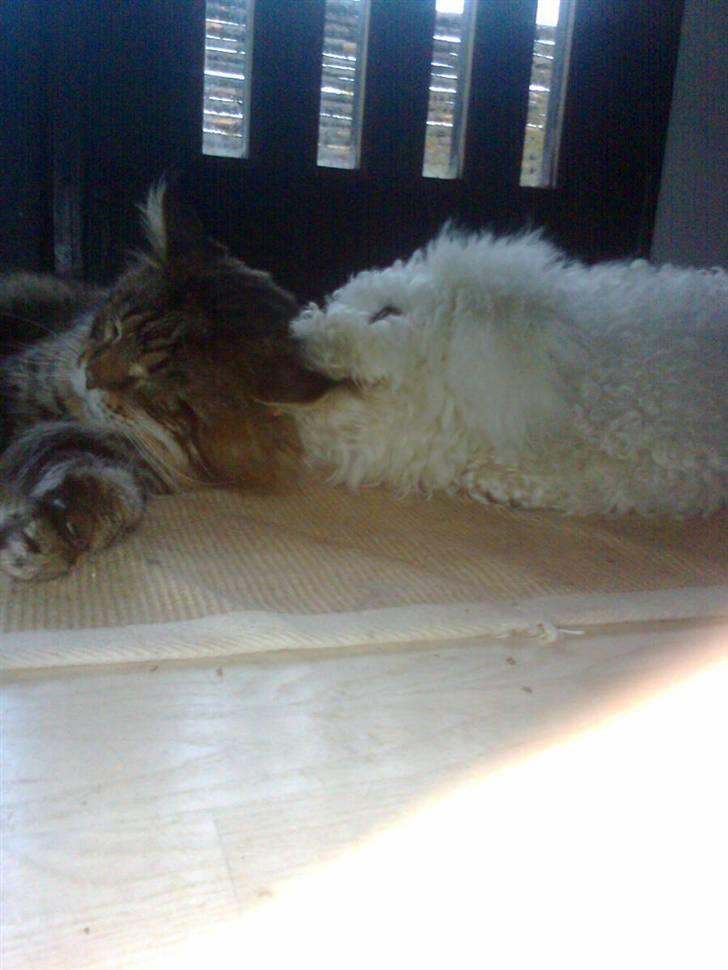 Bichon à poil frisé Ludvig  billede 3