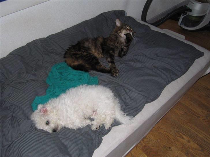 Bichon à poil frisé Ludvig  billede 4