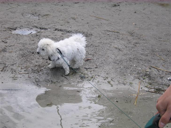 Bichon à poil frisé Ludvig  billede 5