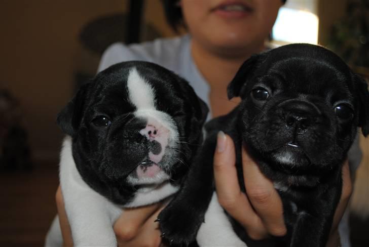 Fransk bulldog Hugs Abilio Bachelet "Costa" billede 9