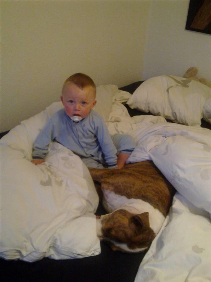 Amerikansk staffordshire terrier Ludvig - Mika og Ludvig morgenhygger :) billede 10