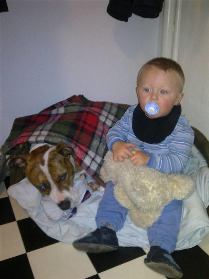 Amerikansk staffordshire terrier Ludvig - Deler lige seng/kurv -  Vi er bare de BEDSTE venner :) billede 11