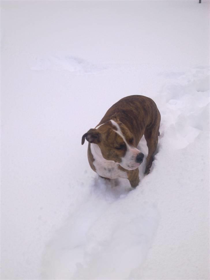 Amerikansk staffordshire terrier Ludvig - Ude og lege i sneen dec 2010 billede 12