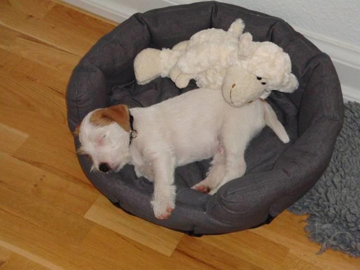 Parson russell terrier Uggi Winn Røgild´s billede 9