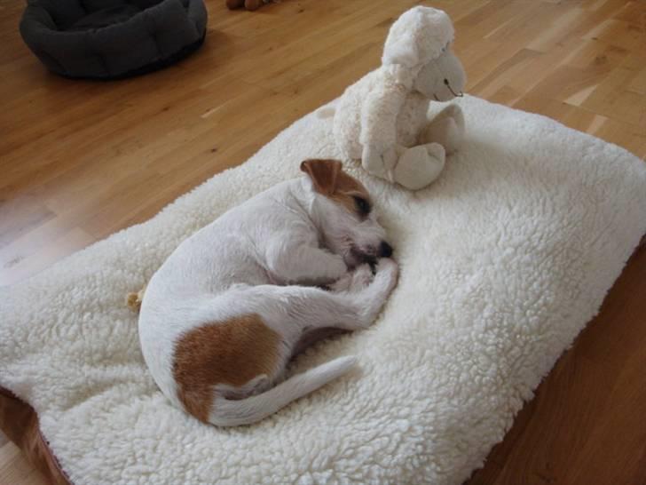 Parson russell terrier Uggi Winn Røgild´s billede 10