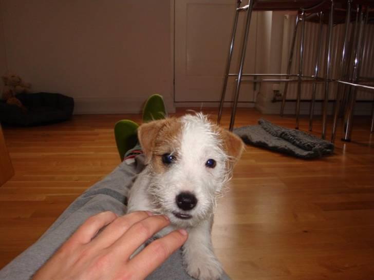 Parson russell terrier Uggi Winn Røgild´s billede 11