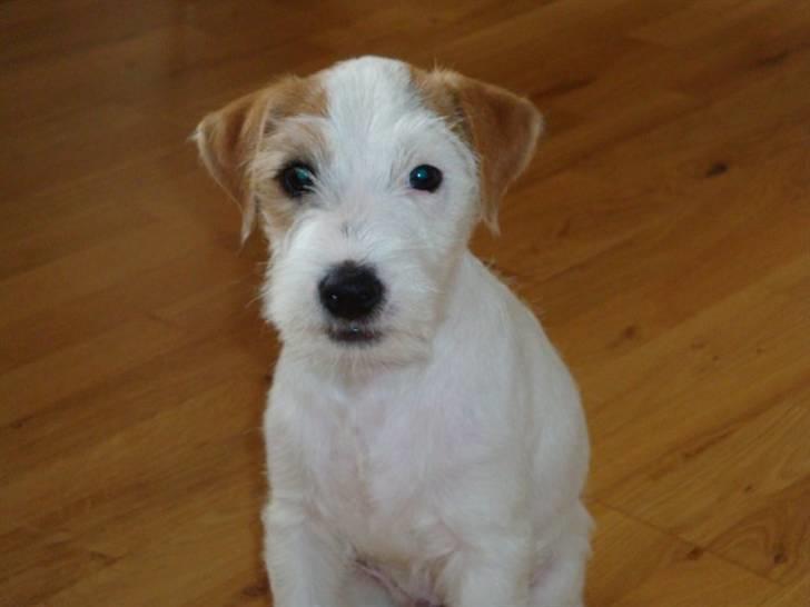 Parson russell terrier Uggi Winn Røgild´s billede 12