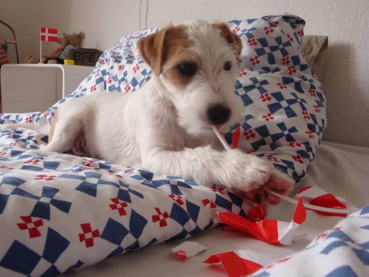 Parson russell terrier Uggi Winn Røgild´s billede 13