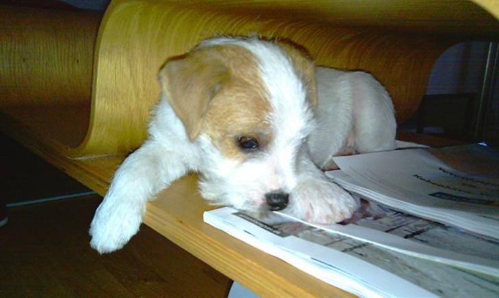 Parson russell terrier Uggi Winn Røgild´s billede 14