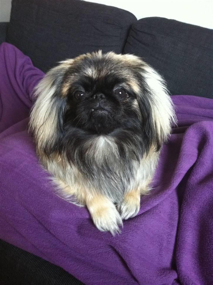 Pekingeser Lullu - Smukke mig <3 billede 3