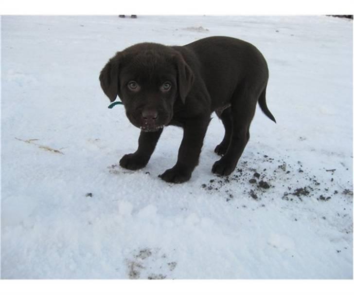 Labrador retriever Tyson - Uh det sne det er godt nok koldt.. billede 1