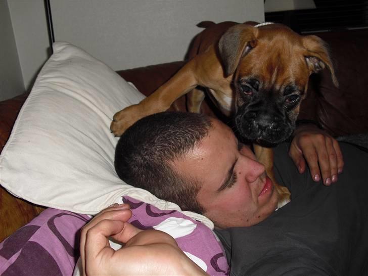 Boxer Nanna billede 10