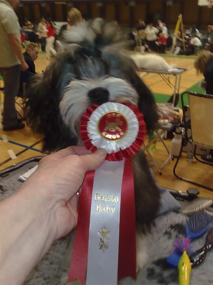 Bichon havanais Jabir's Danés El es Macho - Macho bedste baby hvalp billede 1