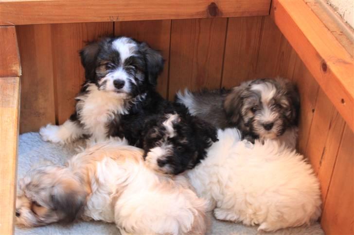 Bichon havanais Jabir's Danés El es Macho - Sidste hyggestund med mine 3 søskende billede 2