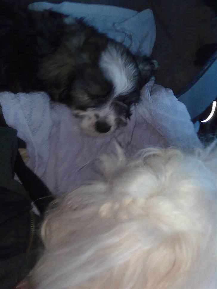 Bichon havanais Jabir's Danés El es Macho - Køresyg i bil på vej til Ama´r Penjo trøster billede 3