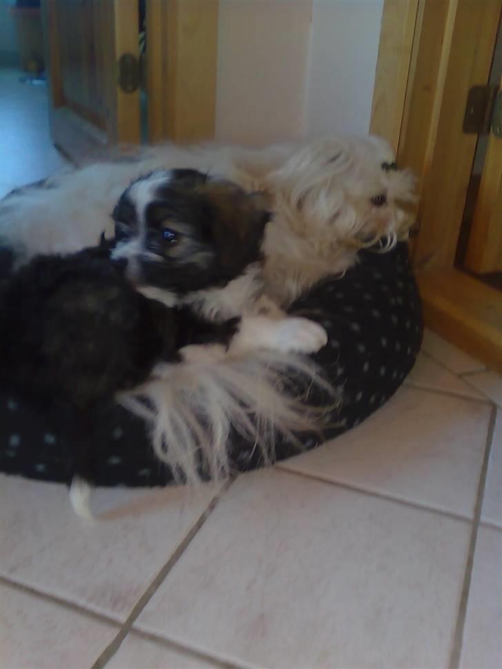 Bichon havanais Jabir's Danés El es Macho - Havaneser hygge. Penjo og Macho i sækkepuden billede 6