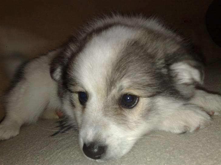 Blanding af racer Ziri (muffi) billede 1