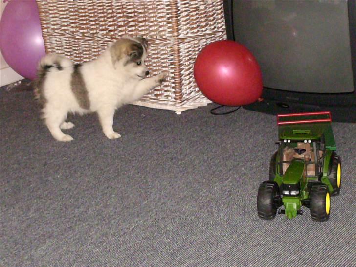 Blanding af racer Ziri (muffi) billede 2