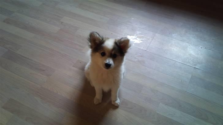 Blanding af racer Ziri (muffi) billede 3