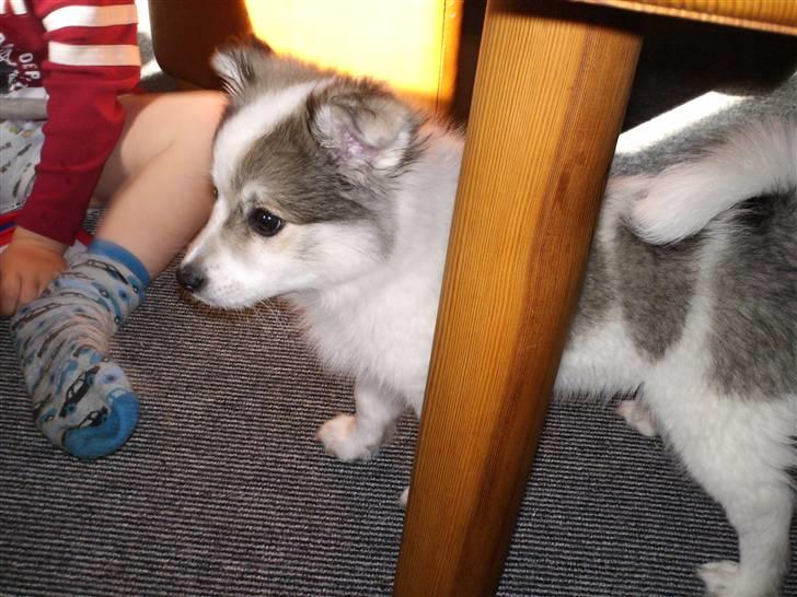 Blanding af racer Ziri (muffi) billede 4