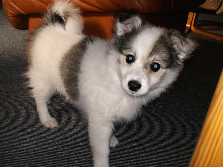 Blanding af racer Ziri (muffi) billede 5