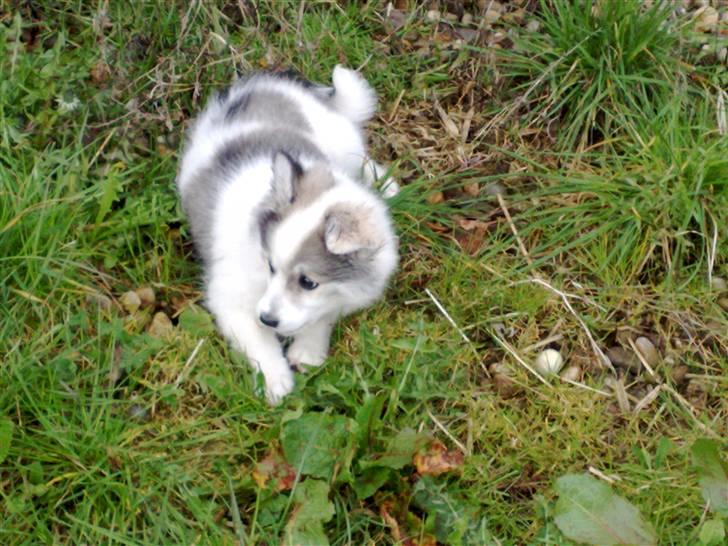 Blanding af racer Ziri (muffi) billede 6