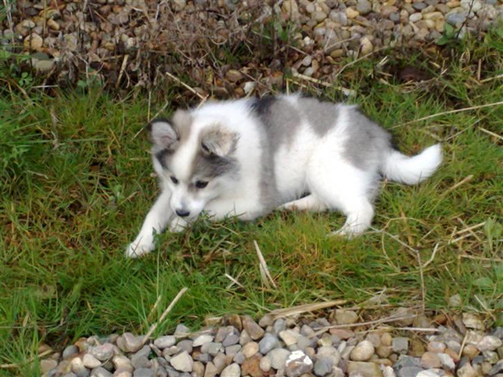 Blanding af racer Ziri (muffi) billede 7