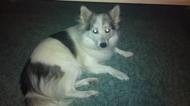 Blanding af racer Ziri (muffi) billede 8