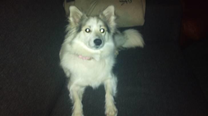 Blanding af racer Ziri (muffi) billede 9