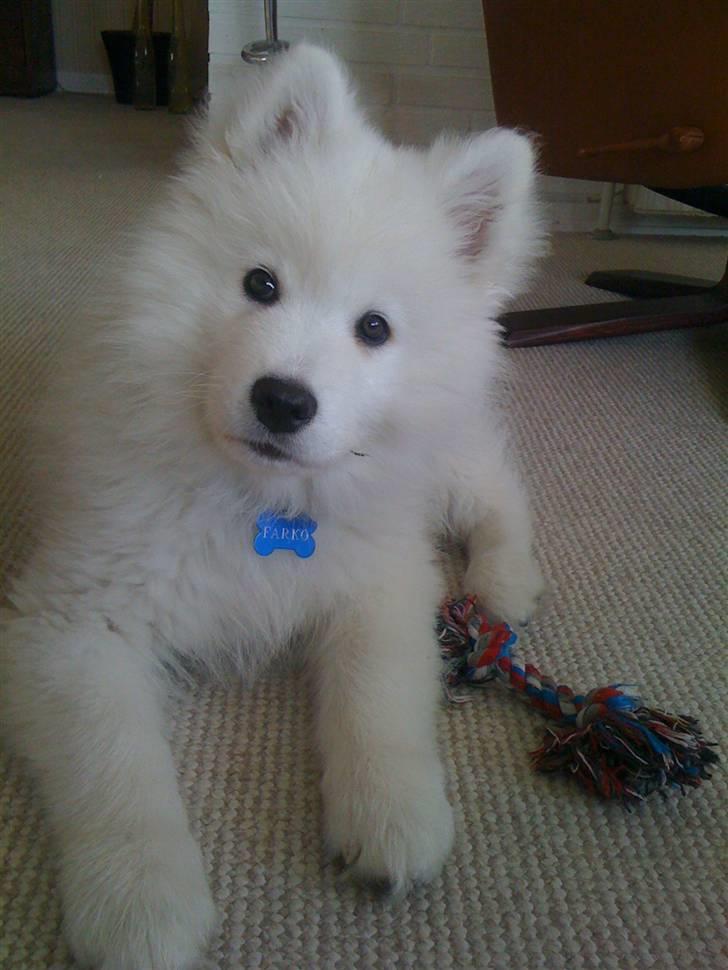 Samojedhund Farko billede 1