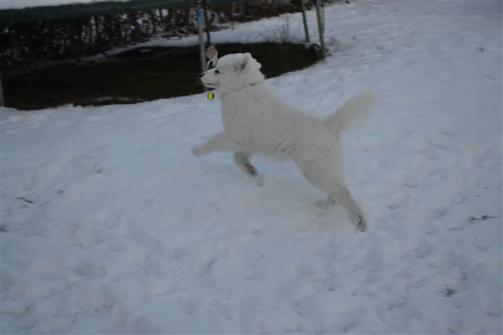 Samojedhund Farko billede 2