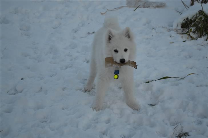 Samojedhund Farko billede 3
