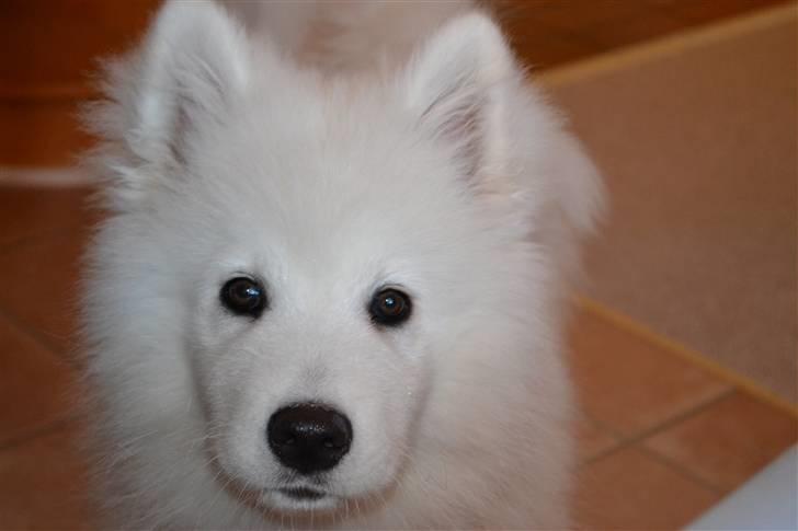 Samojedhund Farko billede 4