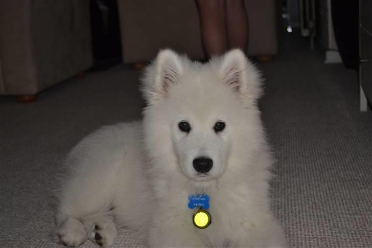 Samojedhund Farko billede 5