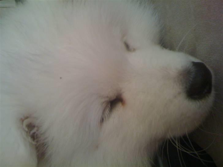 Samojedhund Farko billede 6