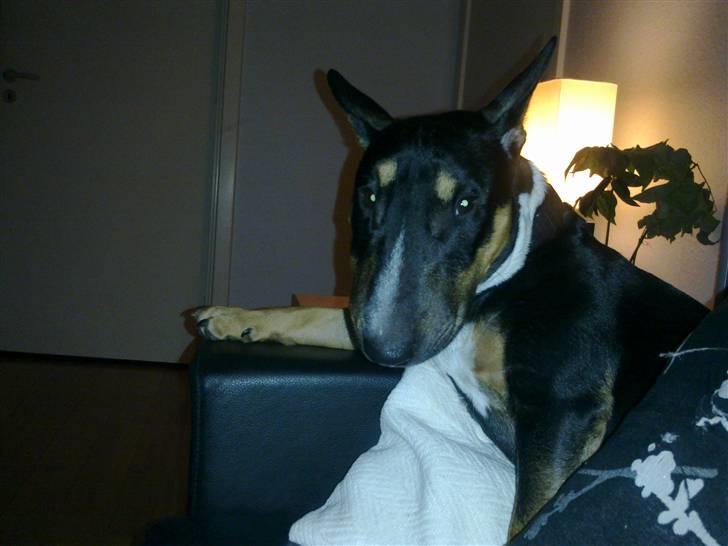 Bullterrier miniature Jersey billede 1