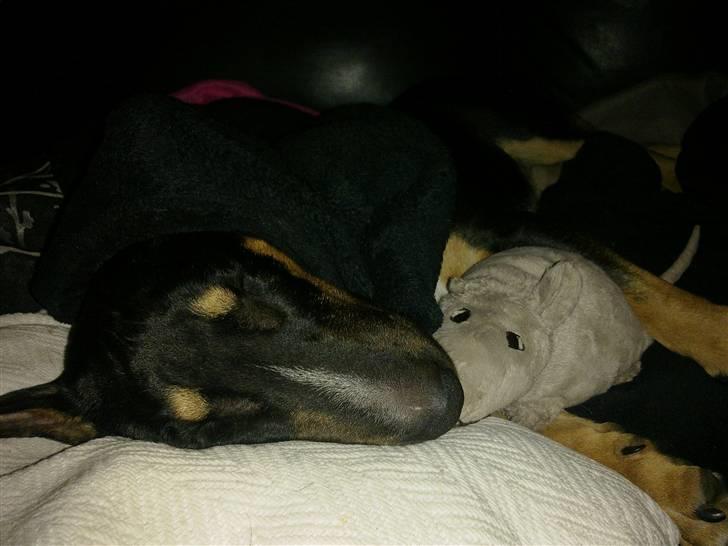 Bullterrier miniature Jersey billede 2